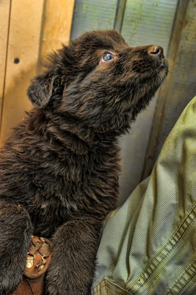 Giant Schnauzer es un cachorro pequeño — Foto de Stock