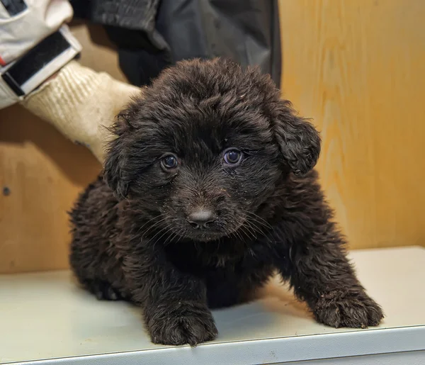 Riesenschnauzer is een kleine puppy — Stockfoto