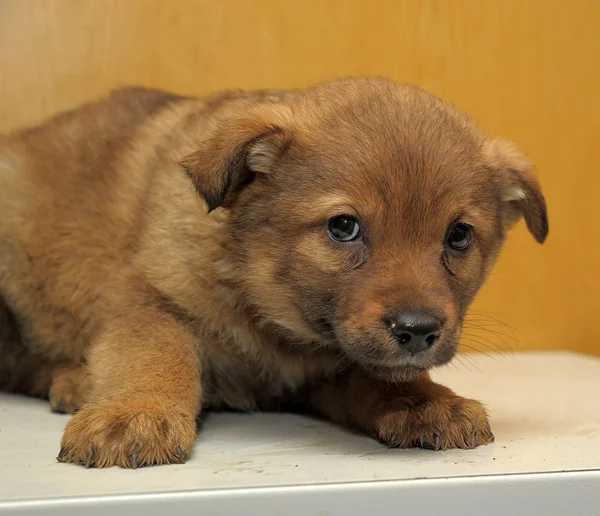 Lonely puppy — Stock Photo, Image