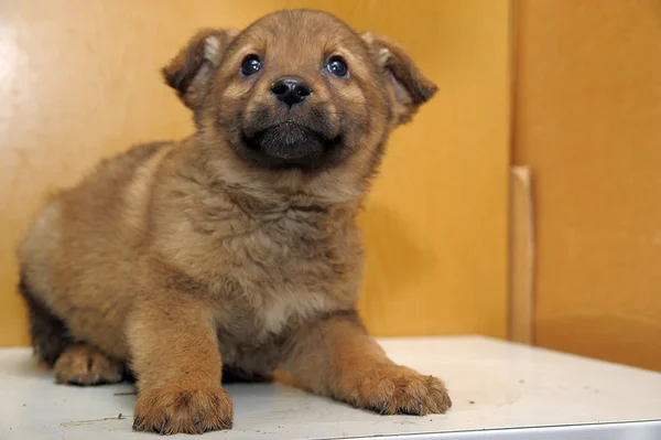 Brown puppy — Stock Photo, Image