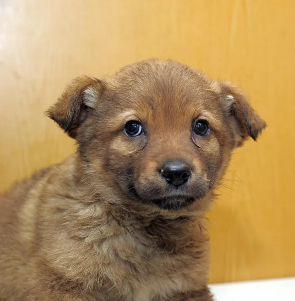 Brown puppy — Stock Photo, Image