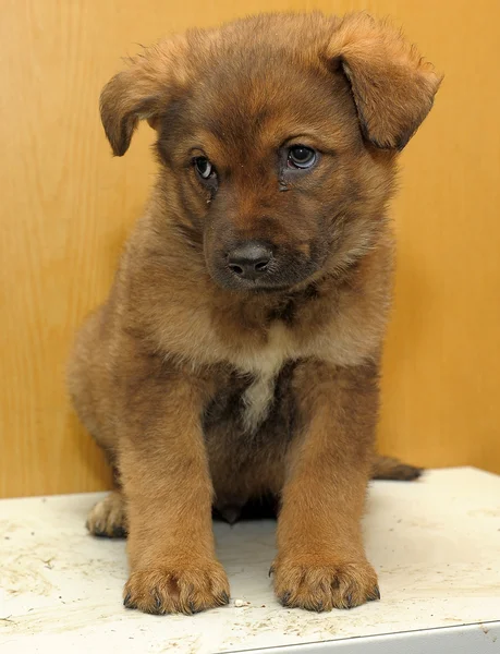 Stock image Brown puppy