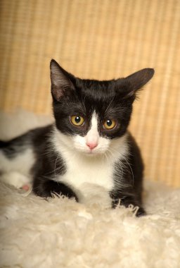 Black cat with white breast on a pink background clipart