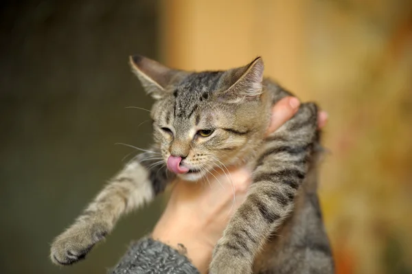 Rozłożony kociak — Zdjęcie stockowe
