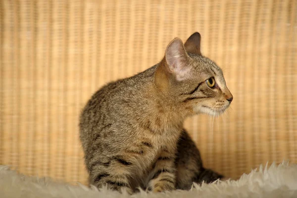 Randig kattunge — Stockfoto