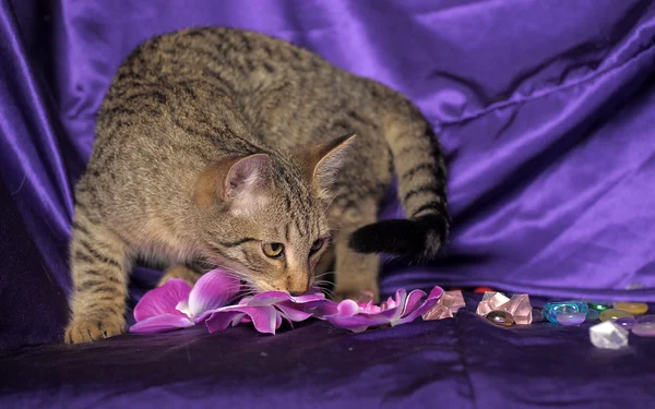 Ριγέ γατάκι — Φωτογραφία Αρχείου