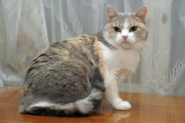 Kırmızı ile gri ve beyaz bir kedi — Stok fotoğraf