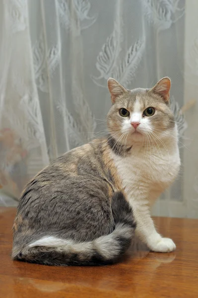 Grau mit rot und weiß eine Katze — Stockfoto