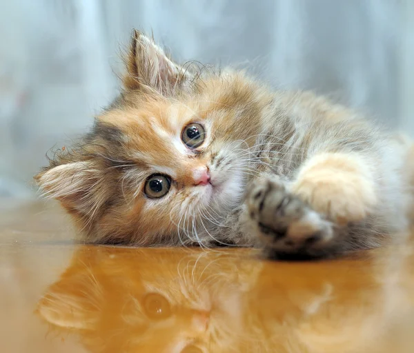 Маленький забавный пушистый котенок играет — стоковое фото