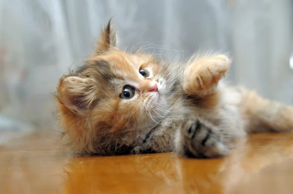 El pequeño divertido gatito esponjoso juega —  Fotos de Stock