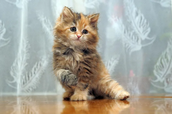 Küçük komik tüylü kedi oyunları — Stok fotoğraf