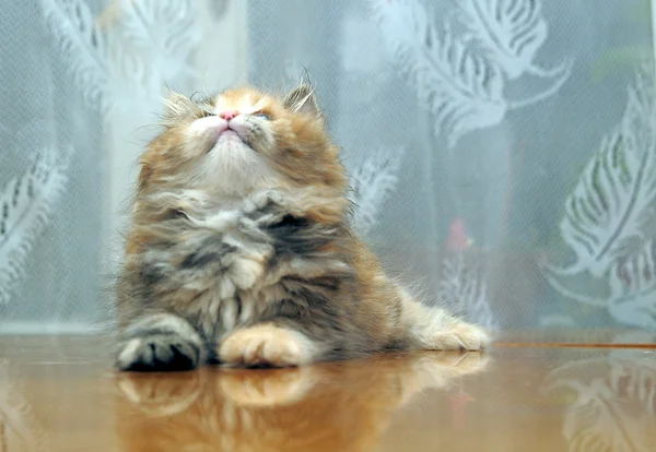 재미 있는 작은 솜 털 고양이 놀이 — 스톡 사진