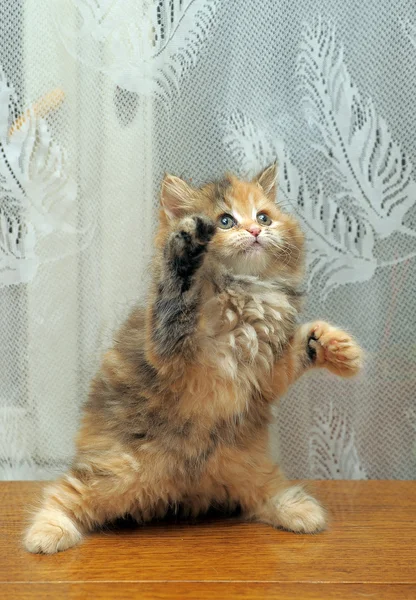 Malé zábavné nadýchané kotě hraje — Stock fotografie
