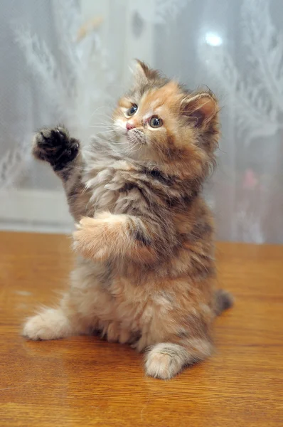 El pequeño divertido gatito esponjoso juega — Foto de Stock