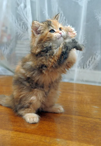 Das kleine lustige, flauschige Kätzchen spielt — Stockfoto