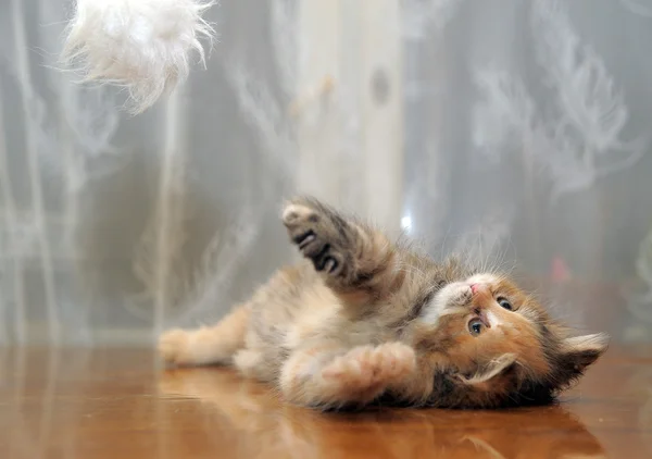 Malé zábavné nadýchané kotě hraje — Stock fotografie
