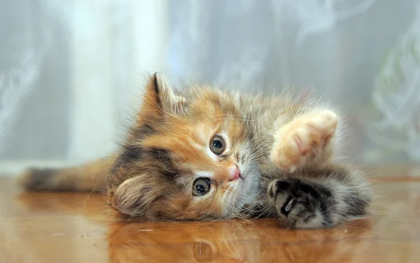 O pequeno gatinho fofo divertido joga — Fotografia de Stock