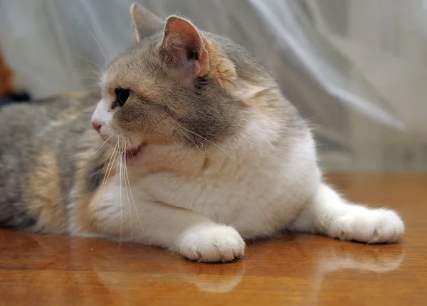 빨간색과 회색 및 흰색 고양이 — 스톡 사진