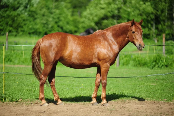 緑の野原で茶色の馬 — ストック写真