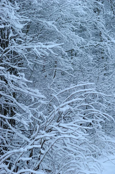 Χιόνι στα κλαδιά των δέντρων — Φωτογραφία Αρχείου