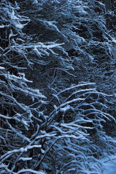 Stock image Snow on branches of trees