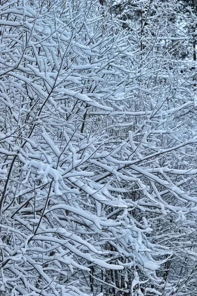 Χιόνι στα κλαδιά των δέντρων — Φωτογραφία Αρχείου