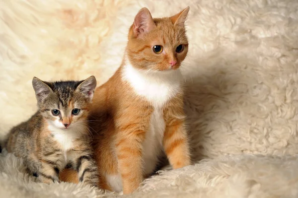 Chat rouge avec un chaton — Photo