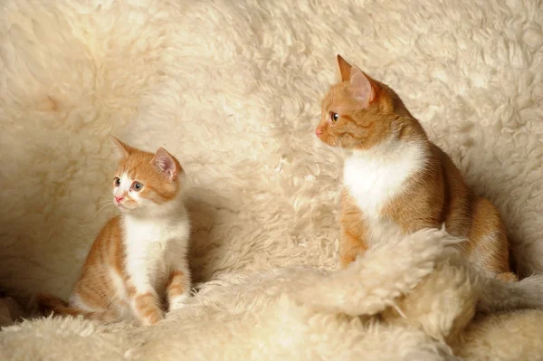 Gato vermelho com um gatinho — Fotografia de Stock