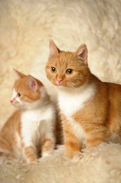 Κόκκινο γάτα με ένα γατάκι — Φωτογραφία Αρχείου