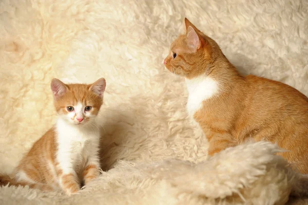 고양이와 빨간 고양이 — 스톡 사진