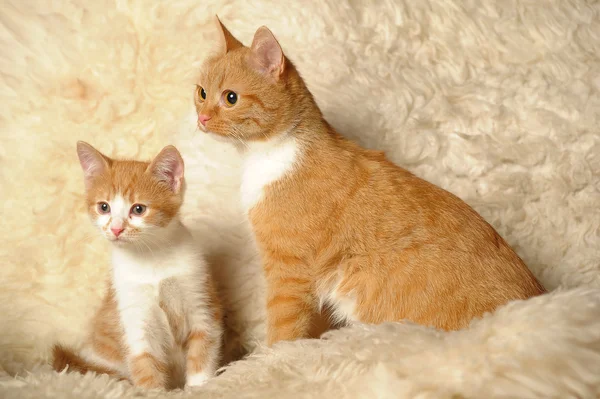 Red cat with a kitten — Stock Photo, Image