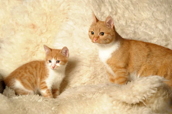 Rode kat met een kitten — Stockfoto