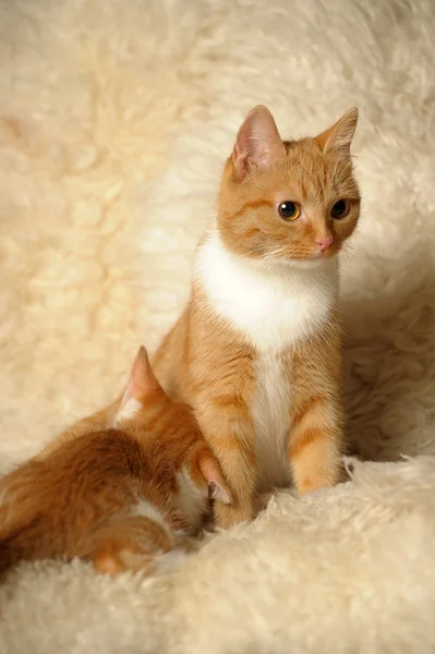 De rode kat voedt een kitten — Stockfoto