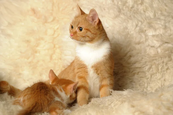 Красная кошка кормит котенка — стоковое фото