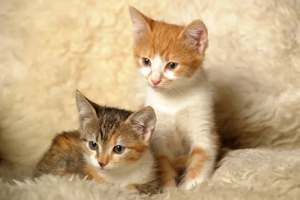 Červená kočka s kotětem — ストック写真