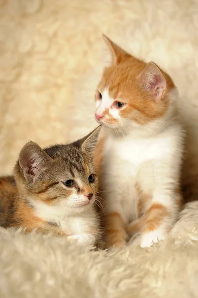 Rode kat met een kitten — Stockfoto