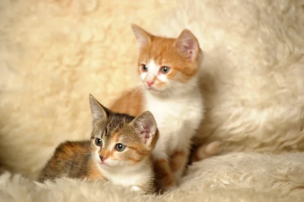 Червоний кіт з кошеням — стокове фото