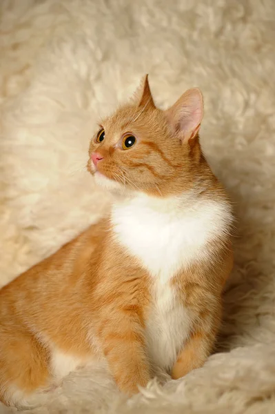 Kırmızı karışık-breed kedi — Stok fotoğraf