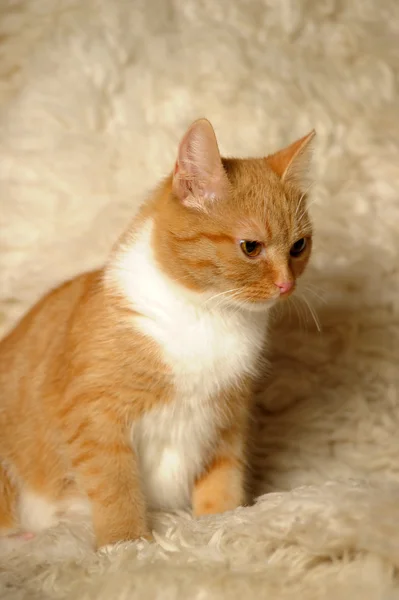 Red mixed-breed cat — Stock Photo, Image