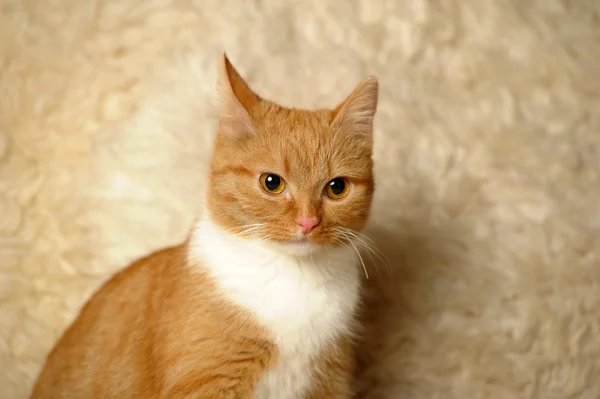 Piros vegyes fajta macska — Stock Fotó