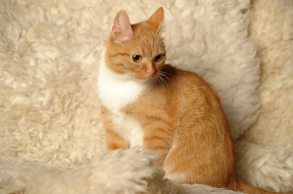 Rode gemengd-ras kat — Stockfoto