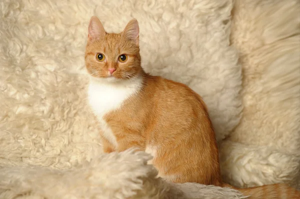 Red mixed-breed cat — Stock Photo, Image