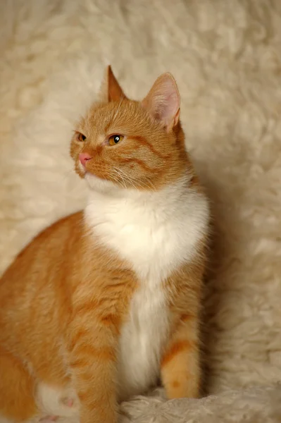 Röd blandad ras katt — Stockfoto