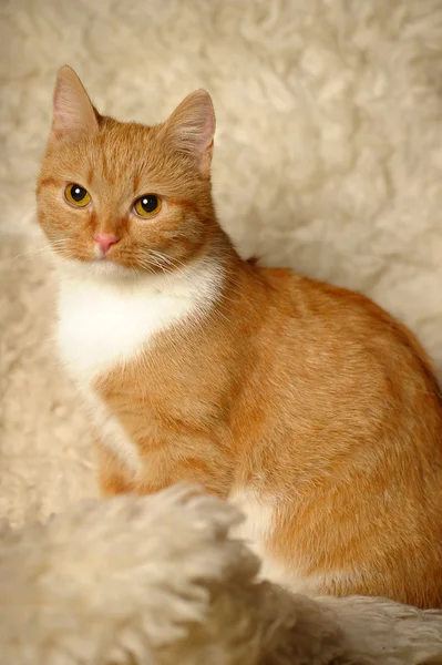 Piros vegyes fajta macska — Stock Fotó