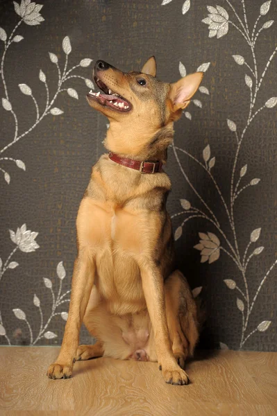 갈색 젊은 상냥한 개 — 스톡 사진