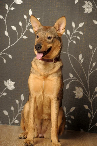 Brown young affable dog — Stock Photo, Image