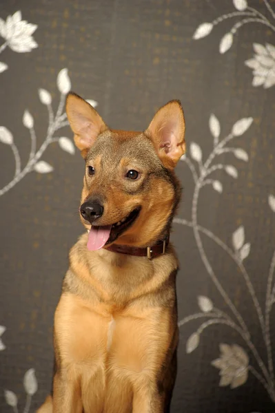 Brown joven perro afable — Foto de Stock