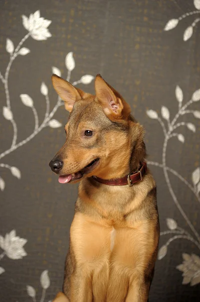 Brun ung älskvärd hund — Stockfoto