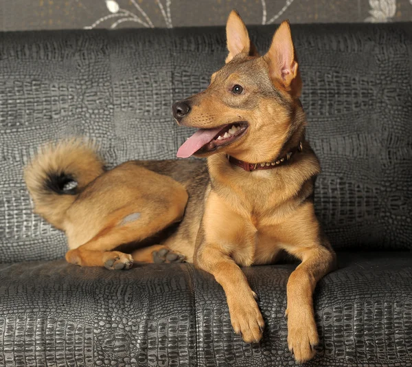 Bruine jonge minzame hond — Stockfoto