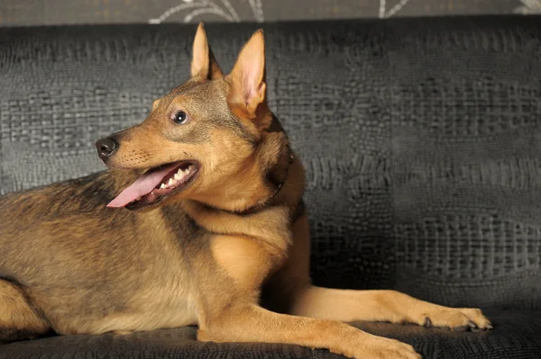 stock image Brown young affable dog